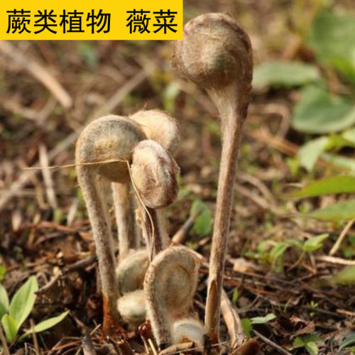 耐寒蕨类植物观赏蕨类盆栽绿植蕨老牛广蕨紫琪蕨东北薇菜保真