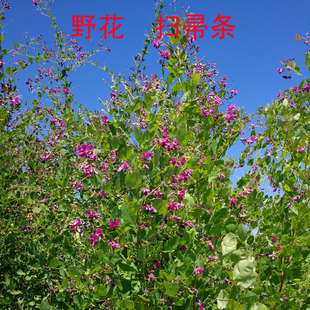 东北胡枝子苗蜜源植物绿化灌木庭院景观苕条树黑龙江苗