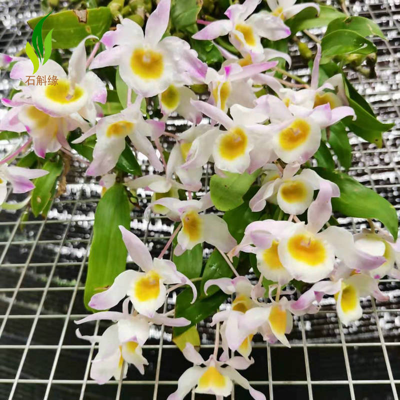 蜂腰石斛盆栽吊兰花卉苗室内外庭院窗阳台观赏带根绿植物棒槌节节