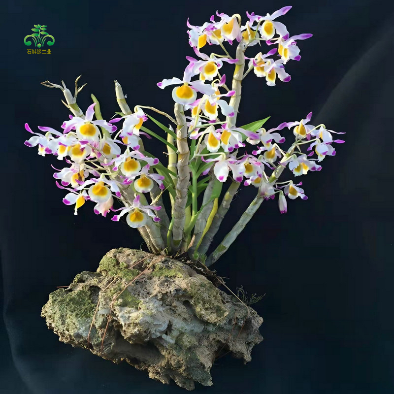 晶帽石斛盆栽吊兰花卉苗庭院室内窗台观赏食用绿植物原种带根花草