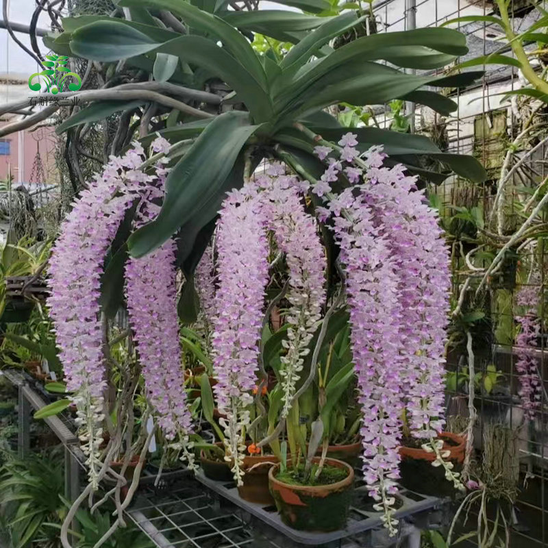 香花指甲兰万代兰虎尾兰狐尾兰