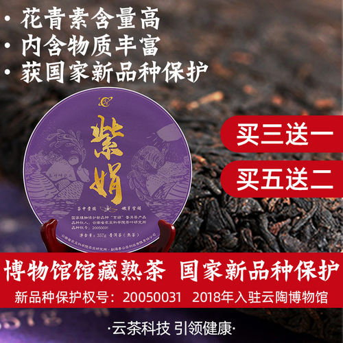 云茶科技2024母本紫娟普洱茶熟茶