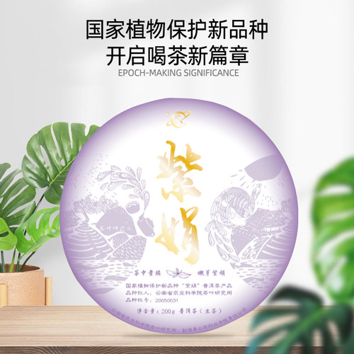母本紫娟普洱茶云南勐海生普2025