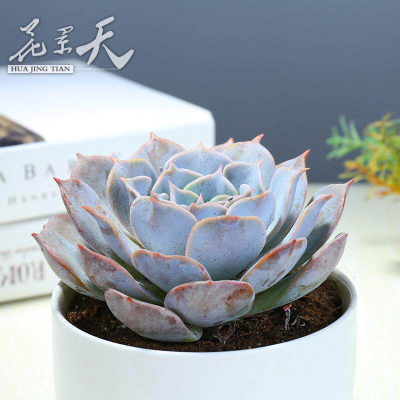 花景天| 露西娜 多肉植物盆栽绿植花卉盆花组合多肉办公室盆景