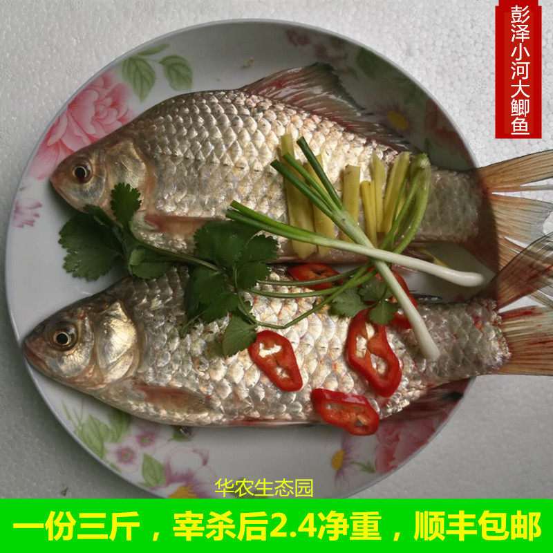 江西九江水产彭泽鲫鱼鲜活现杀淡水鱼彭泽鲫特产孕妇月子下奶煲汤
