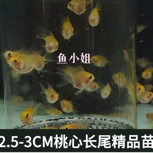 金波蓝波荷兰凤凰球精品长尾波子苗可混搭
