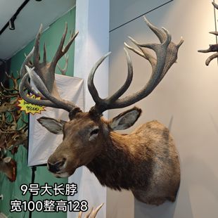 企业商务礼品壁挂鹿头大号长脖子鹿头创意礼品墙壁装 饰搬家开业