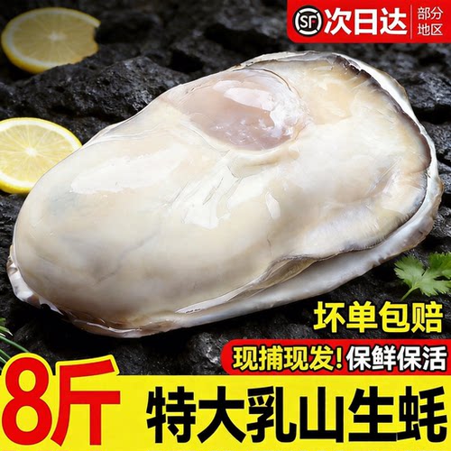 【顺丰到家】乳山大生蚝鲜活特大牡蛎带壳生吃海蛎子新鲜海鲜水产
