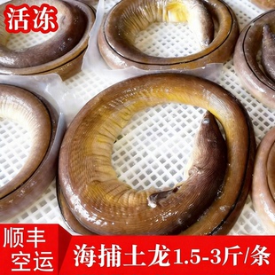 【顺丰到家】正宗土龙福建特产冷冻杜龙青鳗杂食食蟹豆齿鳗豆齿鳗
