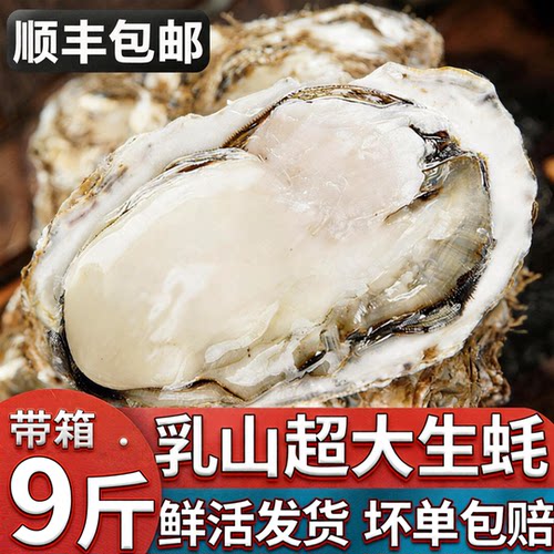 【顺丰到家】乳山生蚝鲜活特大牡蛎带壳海蛎子新鲜大生蚝带箱9斤