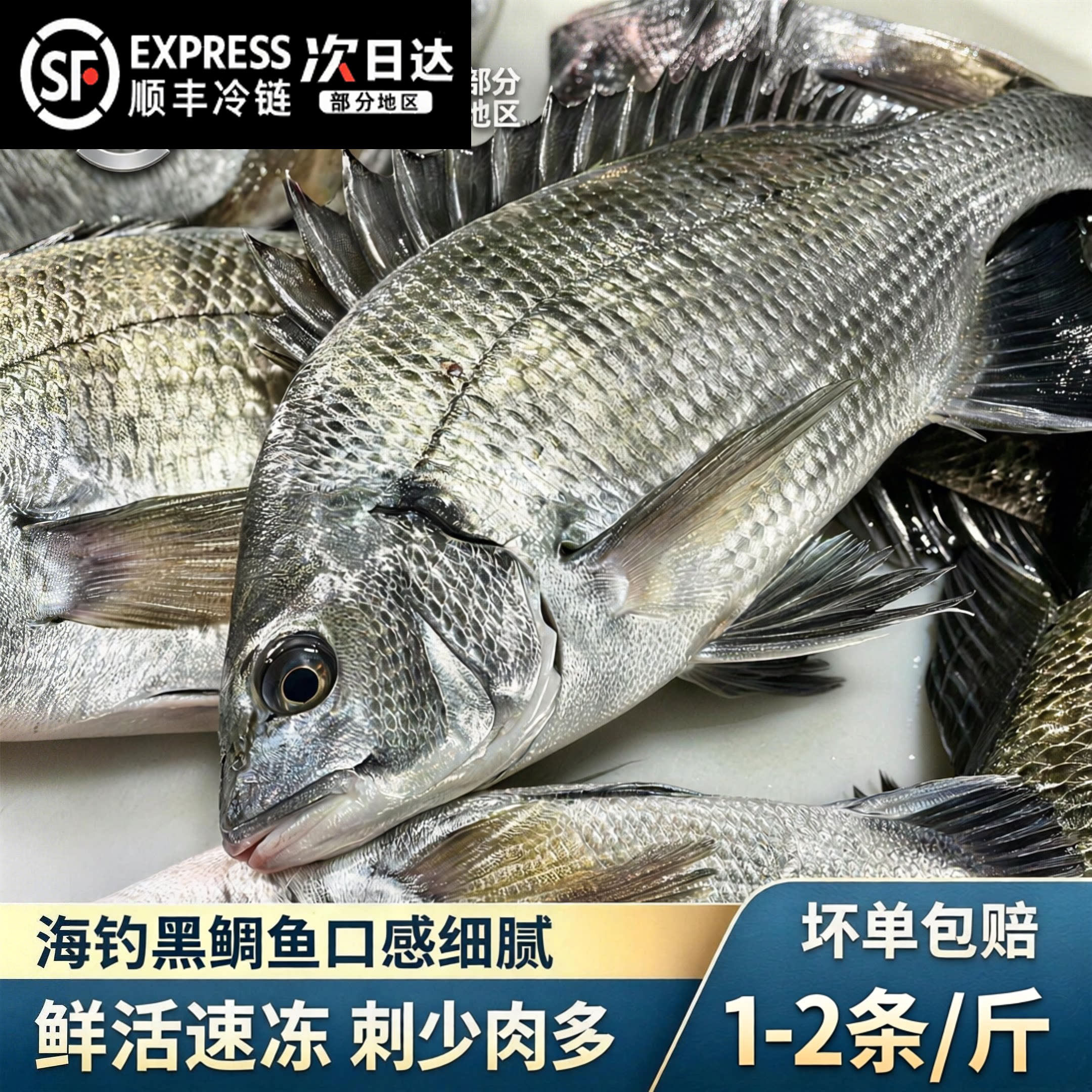 【顺丰到家】海钓黑鲷鱼海鲜水产捕捞黑立鱼黑棘鲷黑翅鱼新鲜海捕