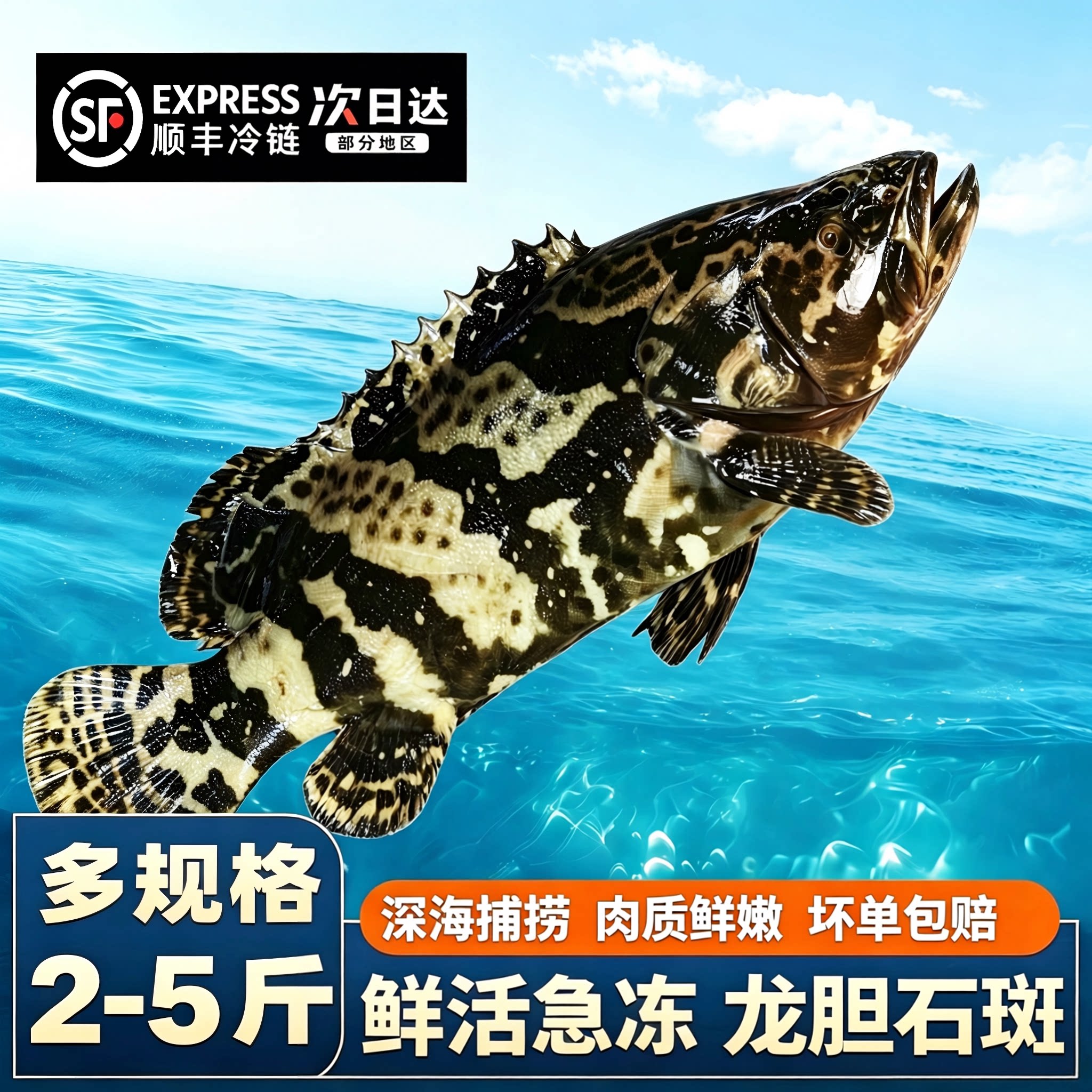 【顺丰到家】石斑鱼鲜活冷冻超大斑鱼