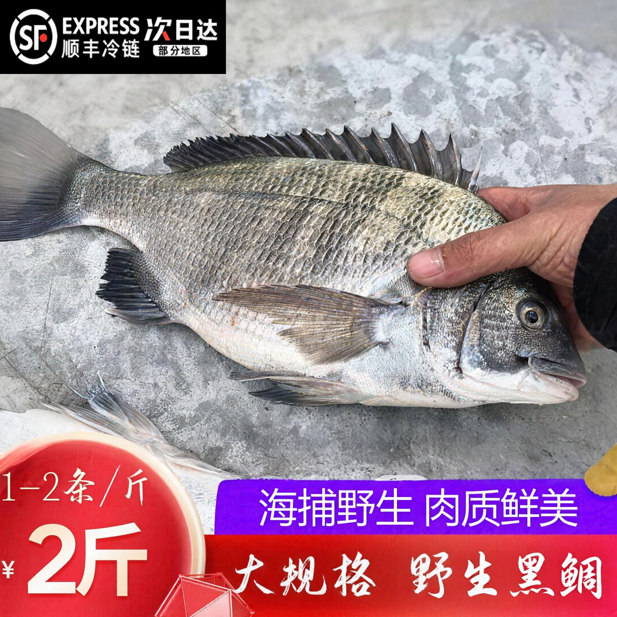 【顺丰到家】黑翅鱼黑鲷鱼新鲜速冻黑立鱼海钓海鲜包邮新鲜深海鱼