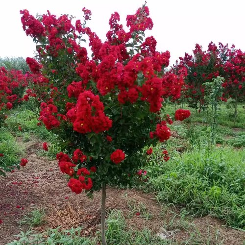 紫薇树苗占地拆迁红火箭紫薇树苗