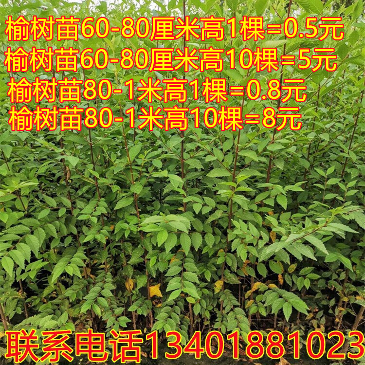 榆树苗速生榆树小苗小叶榔榆占地拆迁苗耐寒好养庭院种植苗木盆栽
