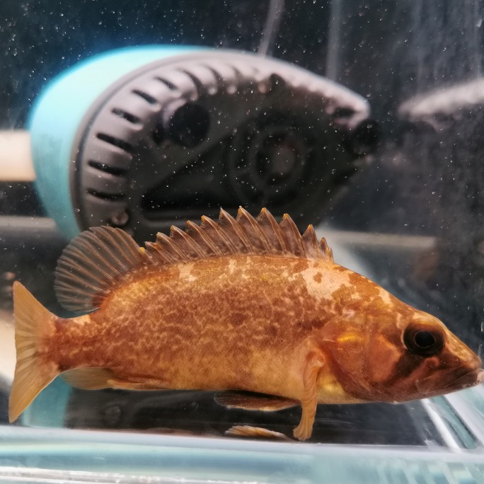 暗鳜溪流原生鱼原生稀有品种冷水