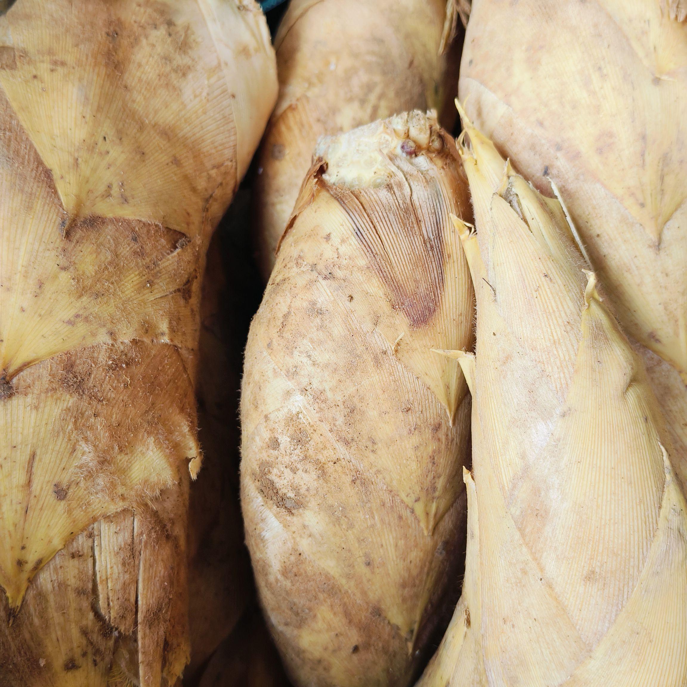 农家高山新鲜冬笋竹笋邵阳绥宁水口特产绥宁冬笋当季冬笋顺丰包邮