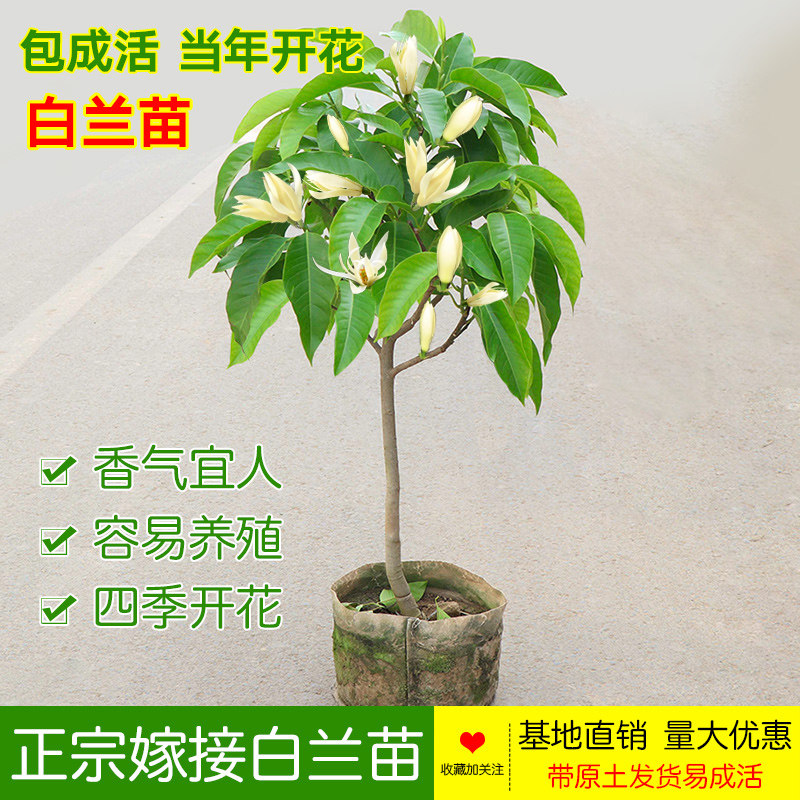 四季开花 带花特价白兰花盆栽植物室内浓香  黄桷兰 黄兰花包活