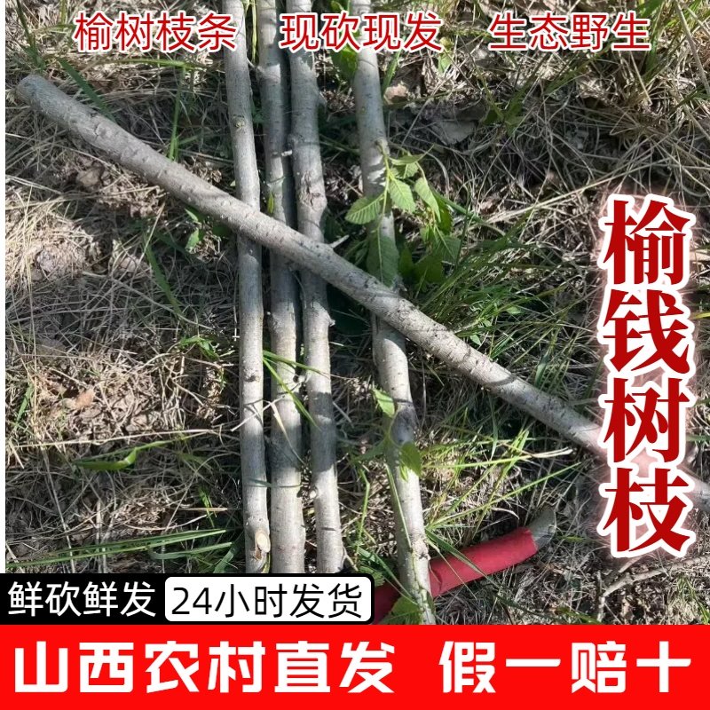 药用榆树枝条 榆钱树枝条药用 野生榆树枝 家榆树枝 白榆树枝