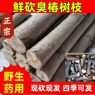 中药材新鲜臭椿树枝 白椿树树枝 臭椿树段 臭椿枝条 臭椿棍