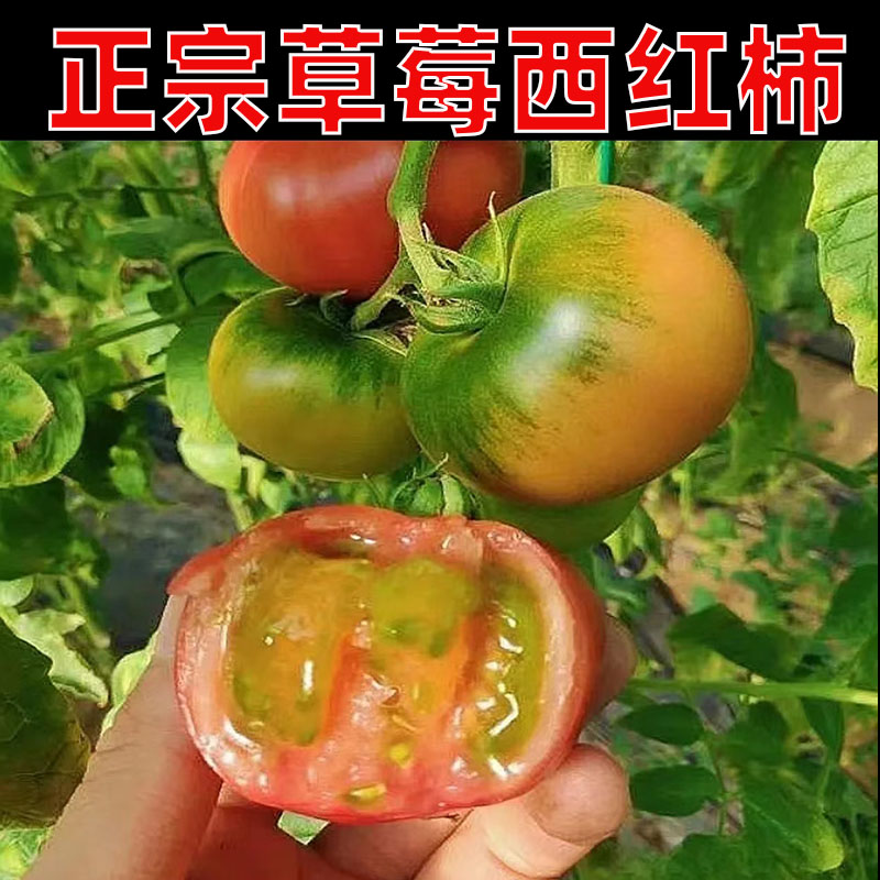 新鲜草莓柿子自然成熟西红柿酸甜现摘...