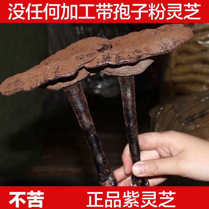 灵芝野生正品河源深山不苦林芝整朵半野生紫芝菇切片煲汤泡酒泡茶