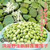 洪湖蓮子新鮮蓮蓬生吃米鮮嫩蓮子3斤水果低溫泡沫箱加冰順豐包郵