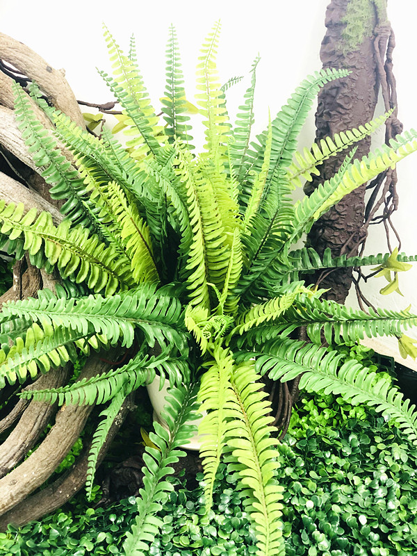 热带雨林蕨类植物餐厅婚庆高仿真