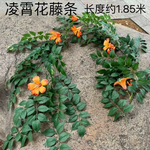 仿真单支凌霄花藤条假树叶子室内吊顶装饰绿植缠绕遮挡空调水管