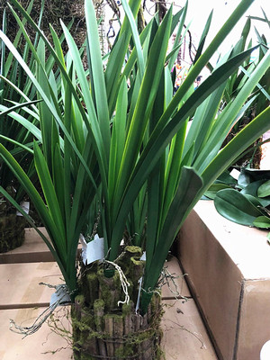 仿真蕨类植物墙上兰花草