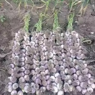 天津特产宝坻林亭口紫皮大蒜红皮大蒜六瓣红自产宝坻干蒜50头包邮