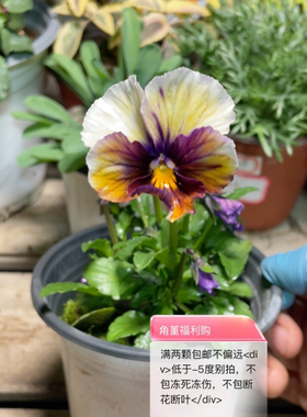 15184江源满两颗包邮