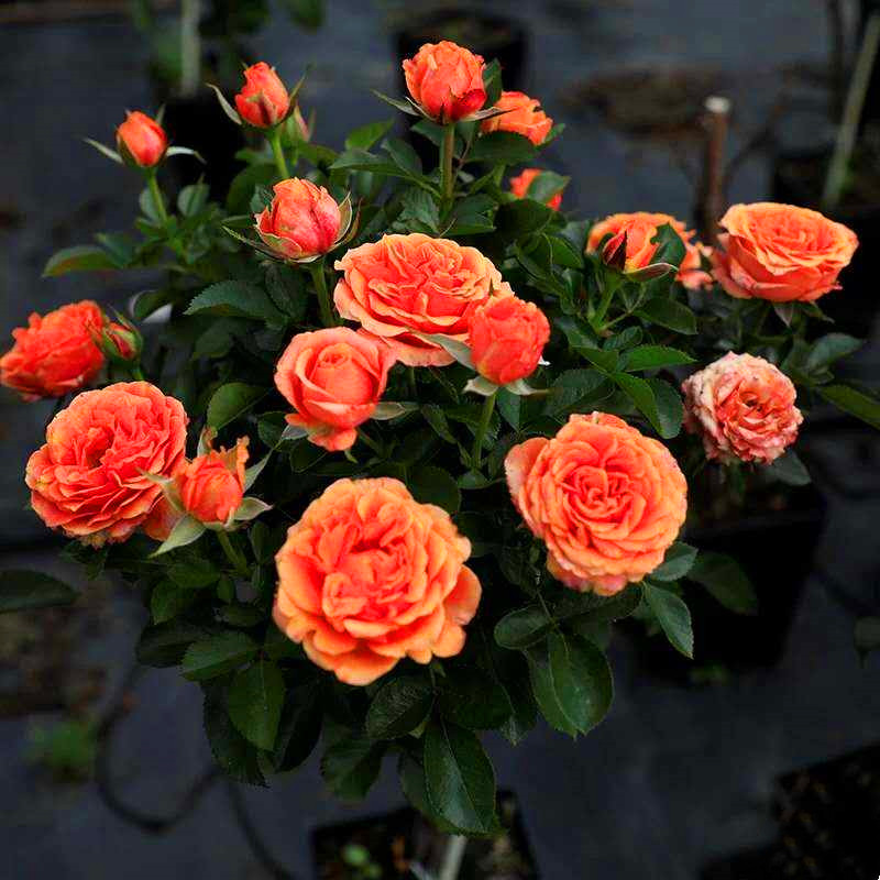 小花农月季坞欧月永远的喀麦隆四季大花多花月季玫瑰盆栽阳台花卉