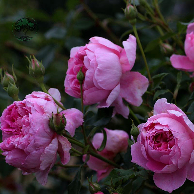 小花农月季坞欧月菲尔先生大花浓香月季玫瑰绿植盆栽庭院阳台花卉