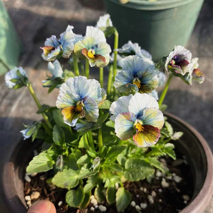 小花农月季坞运费补拍多少钱拍多少件绿植盆栽花卉花苗多花大花香