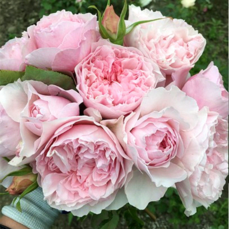 小花农月季坞欧月粉芍药大花多花浓香月季玫瑰绿植盆栽阳台花卉