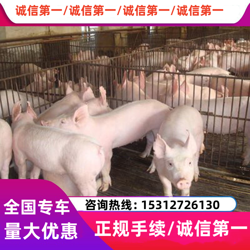 规模猪场丨品种齐全丨安全可靠丨