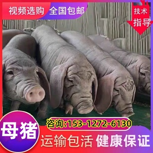 原种太湖母猪带孕太湖母猪梅山猪二花脸太湖母猪高产母猪纯种太湖