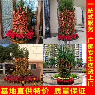 年桔带果春节年宵花朱砂桔金桔四季桔树桃花树冬青年橘树广州佛山
