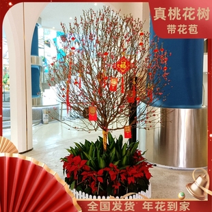真桃花树盆栽春节年宵花公司大堂摆件盆景室内客厅盆栽送广州佛山