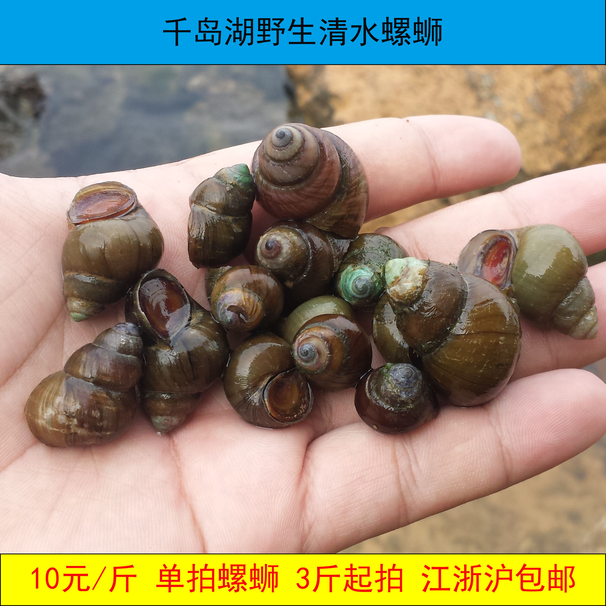 鲜活发货千岛湖清水螺蛳野生螺蛳田螺野生螺蛳淡水水产鲜活螺蛳