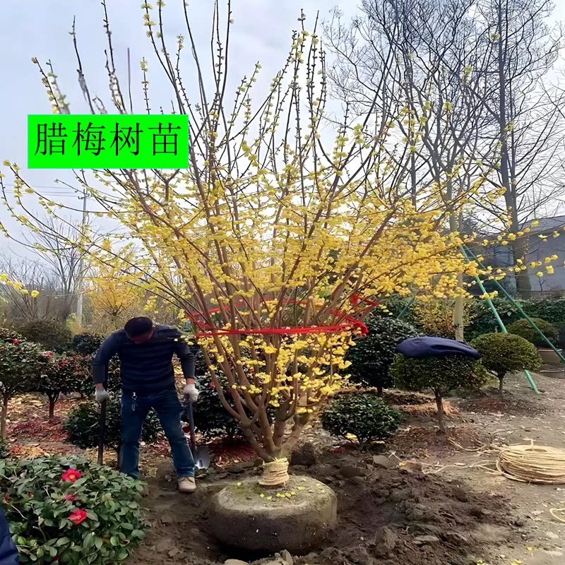 丛生腊梅树苗老桩盆栽棒棒糖嫁接素心腊梅树庭院地栽植物四季开花