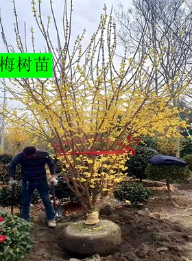 丛生素心腊梅树苗四季开花