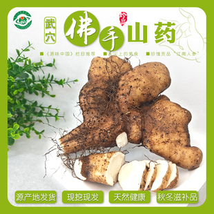 【现挖现发】武穴佛手山药梅川佛掌山药蕲春黄梅天然种植营养健康