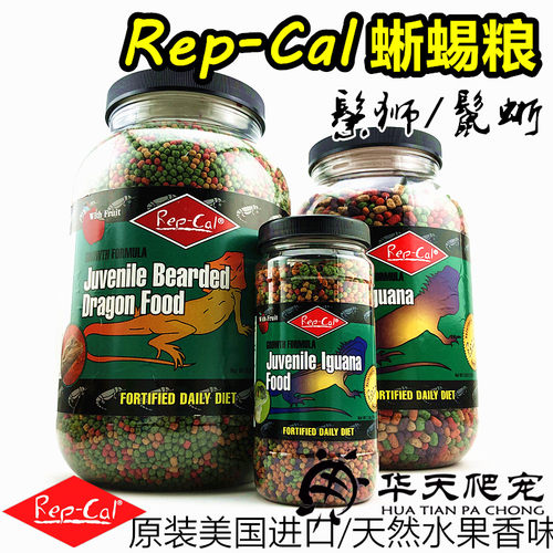 美国原装REP-CAL幼体鬃狮蜥蜴