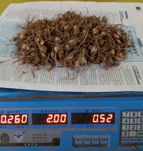 兰州百合小籽籽兰州食用甜百合种球百合苗种植苗带根小籽1斤500克