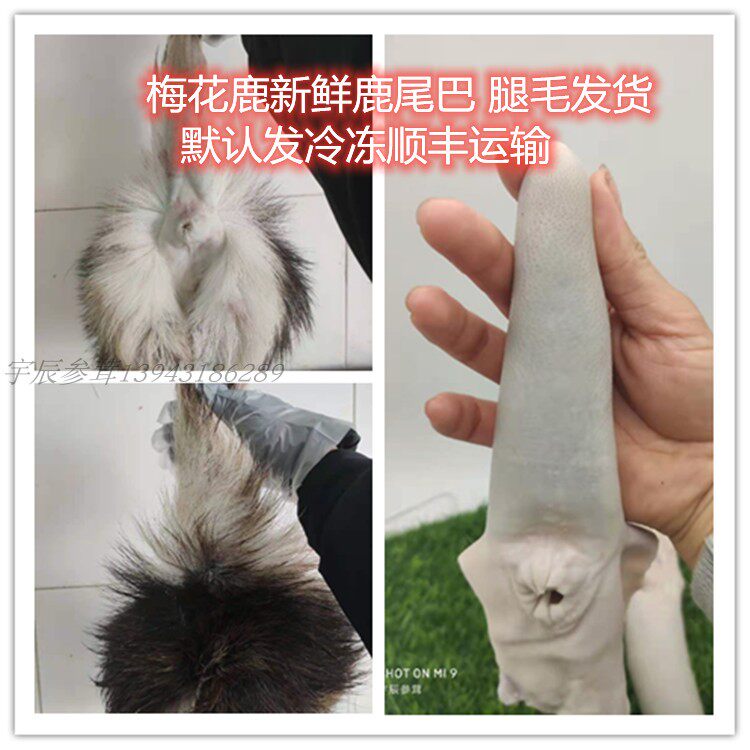 吉林梅花鹿 鲜鹿尾新鲜鹿尾巴鹿场直销保真滋补煲汤泡酒正品包邮