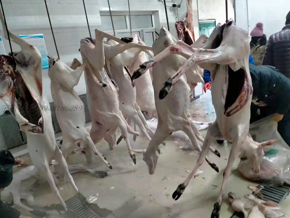 单拍不发吉林梅花鹿鹿肉鹿腿新鲜整只鹿白条褪毛鹿乡活体直供