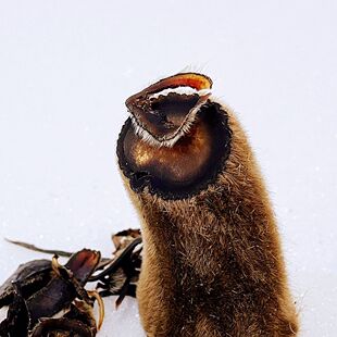 梅花鹿鹿茸全腊残片碎腊片泡酒药材吉林鹿茸片半蜡煲汤滋补10克