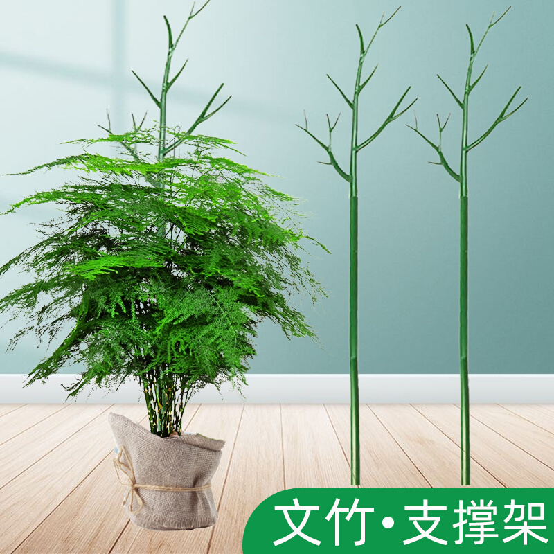 文竹支撑架植物固定防倒伏龟背竹支撑杆绿萝爬藤花架支架园艺造型